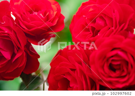 真っ赤なばら2 真っ赤なばら2 102997602