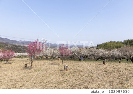 梅林の風景03 102997656