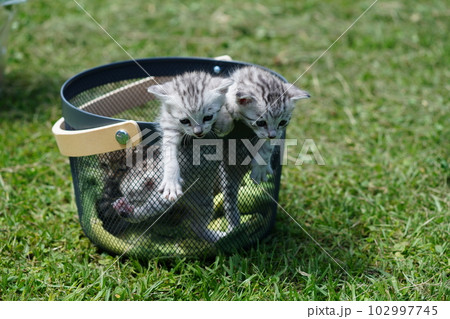 可愛い子猫のピクニック 102997745