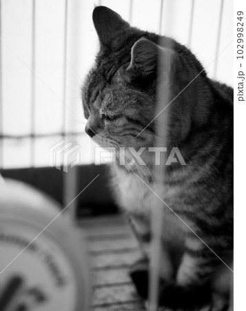 座っている猫のモノクロ写真 座っている猫のモノクロ写真 102998249