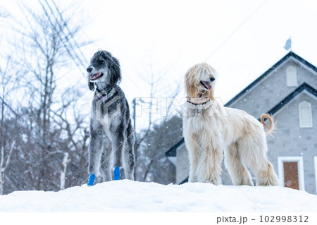 雪の中で遊ぶ犬達 102998312