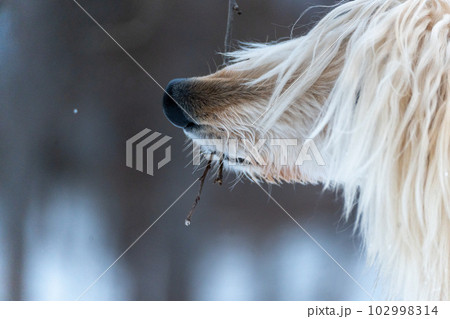 雪山の枝を噛む犬 雪山の枝を噛む犬 102998314