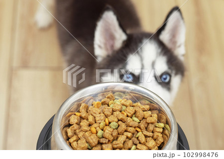 Cute little husky puppy at home waiting to eat his food in a bowl Cute little husky puppy at home waiting to eat his food in a bowl 102998476