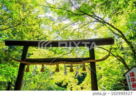 京都 嵯峨野にある野宮神社の黒木鳥居と新緑 京都 嵯峨野にある野宮神社の黒木鳥居と新緑 102998527