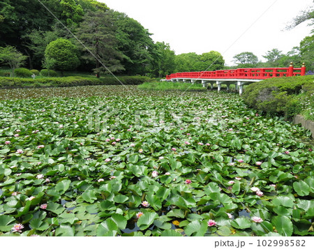 スイレンが一面に咲く岩槻城址公園の菖蒲池 102998582