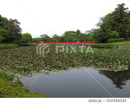 岩槻城址公園の菖蒲池と八ツ橋（初夏） 102998585
