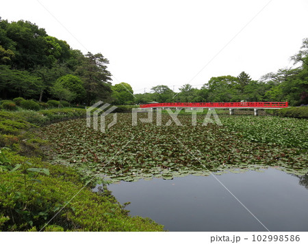 岩槻城址公園の菖蒲池と八ツ橋(初夏) 岩槻城址公園の菖蒲池と八ツ橋(初夏) 102998586