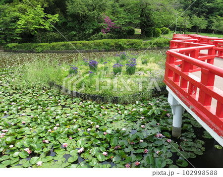 スイレンやカキツバタが咲く岩槻城址公園の菖蒲池 スイレンやカキツバタが咲く岩槻城址公園の菖蒲池 102998588