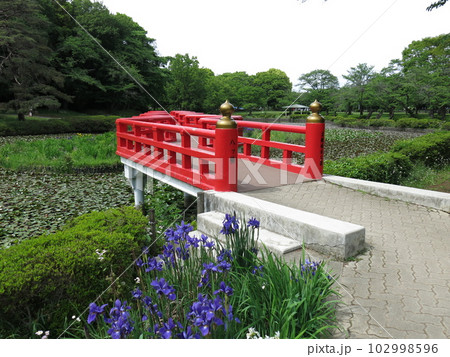 スイレンやアヤメが咲く初夏の岩槻城址公園（菖蒲池・八ツ橋） 102998596