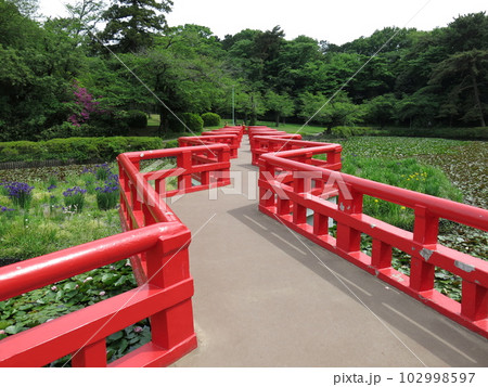 岩槻城址公園の菖蒲池に架かる八ツ橋(初夏) 岩槻城址公園の菖蒲池に架かる八ツ橋(初夏) 102998597