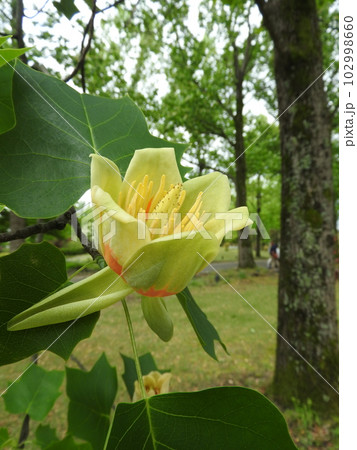 ユリノキ(百合の木)の花 ユリノキ(百合の木)の花 102998660