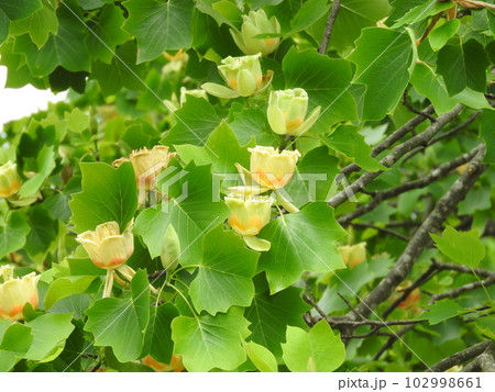 ユリノキ（百合の木）の花 102998661