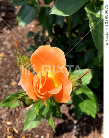青空に映えるオレンジのバラ 102999075