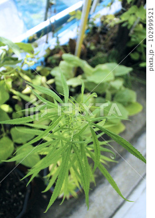 家庭菜園で栽培される大麻草を斜め上から眺めるイメージ。 家庭菜園で栽培される大麻草を斜め上から眺めるイメージ。 102999521