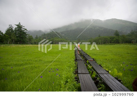 雨の尾瀬ヶ原木道 雨の尾瀬ヶ原木道 102999760