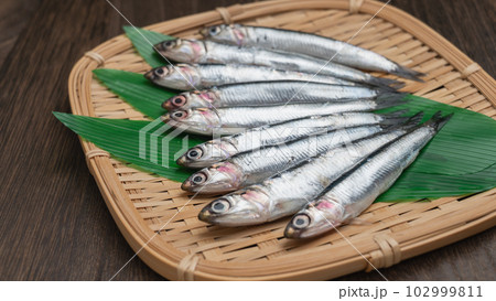 カタクチイワシ 102999811