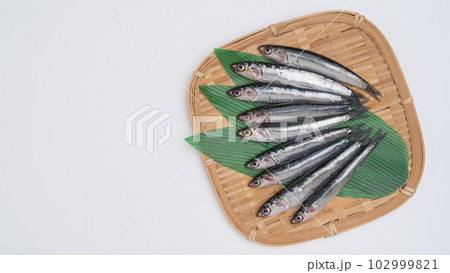 カタクチイワシ 102999821