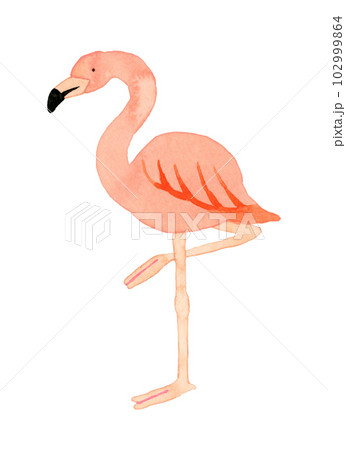 フラミンゴ　かわいい・ゆるい動物の手描き水彩イラスト素材 102999864