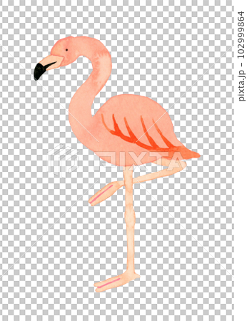 フラミンゴ　かわいい・ゆるい動物の手描き水彩イラスト素材 102999864