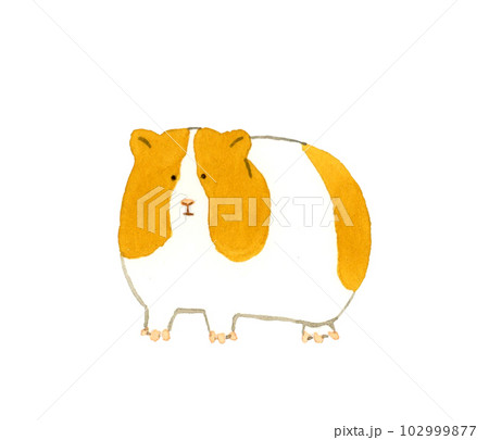 モルモット　かわいい・ゆるい動物の手描き水彩イラスト素材 102999877