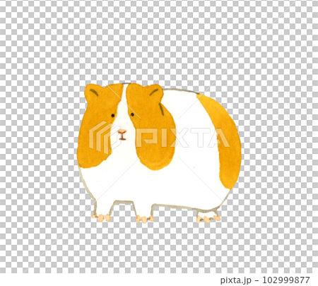 モルモット　かわいい・ゆるい動物の手描き水彩イラスト素材 102999877