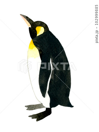 キングペンギン かわいい・ゆるい動物の手描き水彩イラスト素材 キングペンギン かわいい・ゆるい動物の手描き水彩イラスト素材 102999885