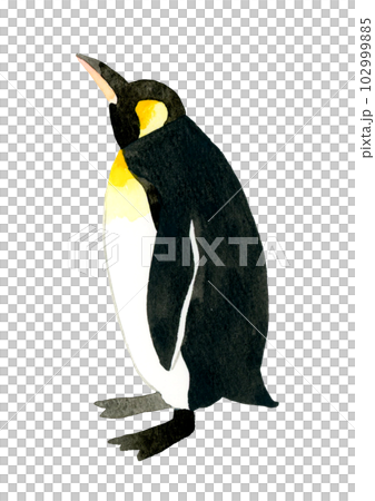 キングペンギン かわいい・ゆるい動物の手描き水彩イラスト素材 キングペンギン かわいい・ゆるい動物の手描き水彩イラスト素材 102999885