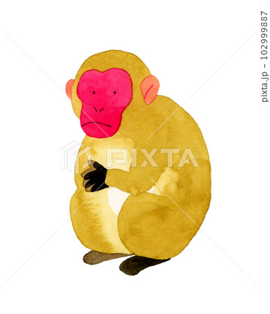 ニホンザル　かわいい・ゆるい動物の手描き水彩イラスト素材 102999887