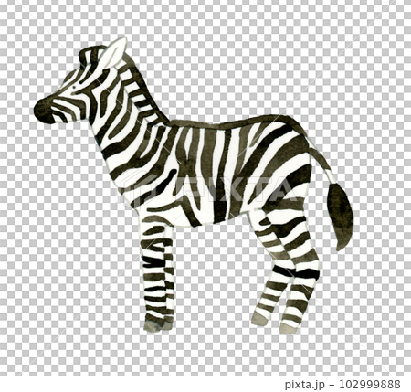 横向きのシマウマ　かわいい・ゆるい動物の手描き水彩イラスト素材 102999888