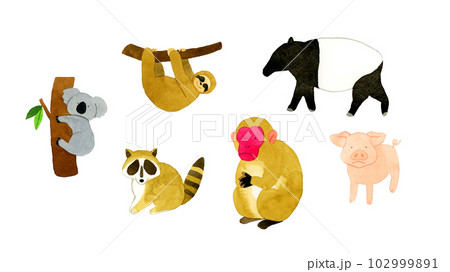 かわいい・ゆるい動物の手描き水彩イラスト素材集（コアラ、ナマケモノ、アライグマ、猿、豚、バク） 102999891