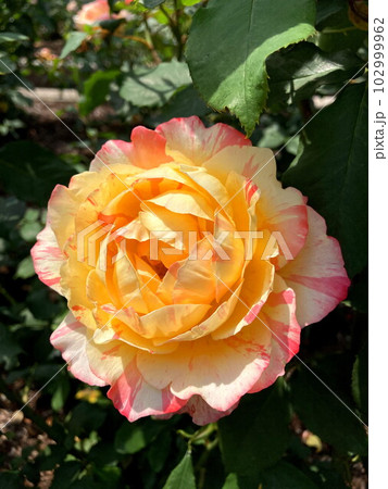 青空に映える絞り模様のバラ 青空に映える絞り模様のバラ 102999962