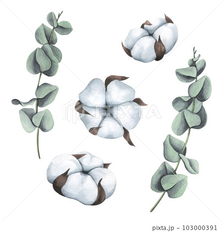 Cotton inflorescences and eucalyptus. Watercolor illustration. Isolated objects from a large set of COZY WINTER. For decoration, design, compositions, decor 103000391