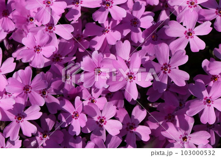 シバザクラの花 103000532