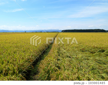 黄金色の絨毯の道が一直線に続き、秋の青空に印象的で綺麗だ。 103001485
