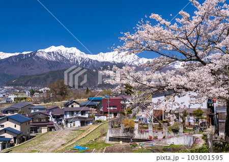 《長野県》長野県大町市の春の風景・満開の桜と北アルプス 《長野県》長野県大町市の春の風景・満開の桜と北アルプス 103001595