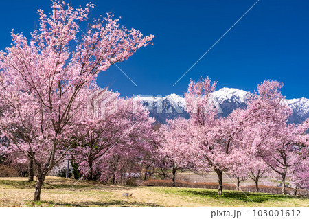 《長野県》長野県大町市の春の風景・満開の桜と北アルプス 《長野県》長野県大町市の春の風景・満開の桜と北アルプス 103001612