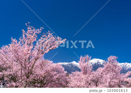 《長野県》長野県大町市の春の風景・満開の桜と北アルプス 《長野県》長野県大町市の春の風景・満開の桜と北アルプス 103001613