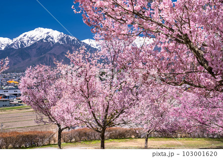 《長野県》長野県大町市の春の風景・満開の桜と北アルプス 103001620