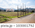 【新潟県】黒岩の夫婦桜 103001792