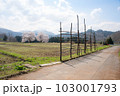 【新潟県】黒岩の夫婦桜 103001793