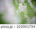 【青森県】弘前公園の枝垂れ桜　アップ 103001794