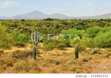 Sonora Desert Arizona Sonora Desert Arizona 103002352