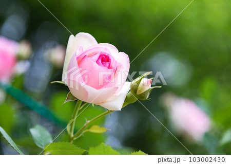 埼玉県さいたま市 与野公園ばらまつり 埼玉県さいたま市 与野公園ばらまつり 103002430