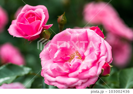 埼玉県さいたま市 与野公園ばらまつり 埼玉県さいたま市 与野公園ばらまつり 103002436