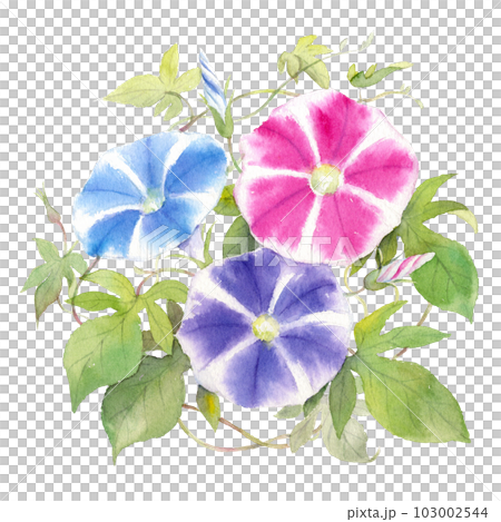 朝顔　水彩　イラスト 103002544