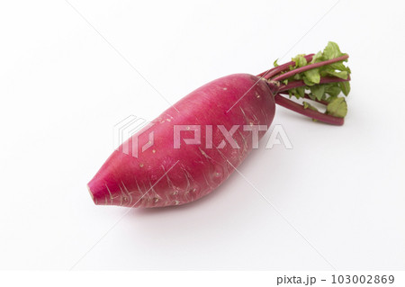 赤大根　白バック 103002869