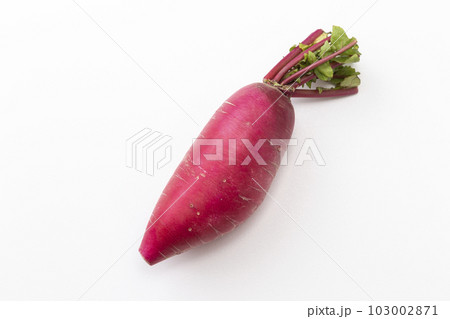 赤大根　白バック 103002871