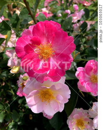 青空に映えるピンクのバラ 青空に映えるピンクのバラ 103003017