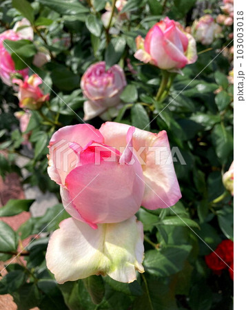 青空に映えるピンクのバラ 青空に映えるピンクのバラ 103003018