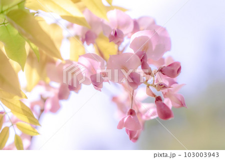 藤の花 みやまの里 日本一長い藤棚ロード 藤の花 みやまの里 日本一長い藤棚ロード 103003943
